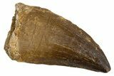 Fossil Mosasaur (Thalassotitan) Tooth - Morocco #345095-1